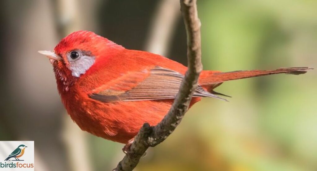 Red Warbler