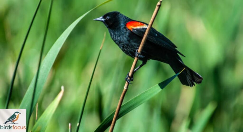 Red-winged Blackbird