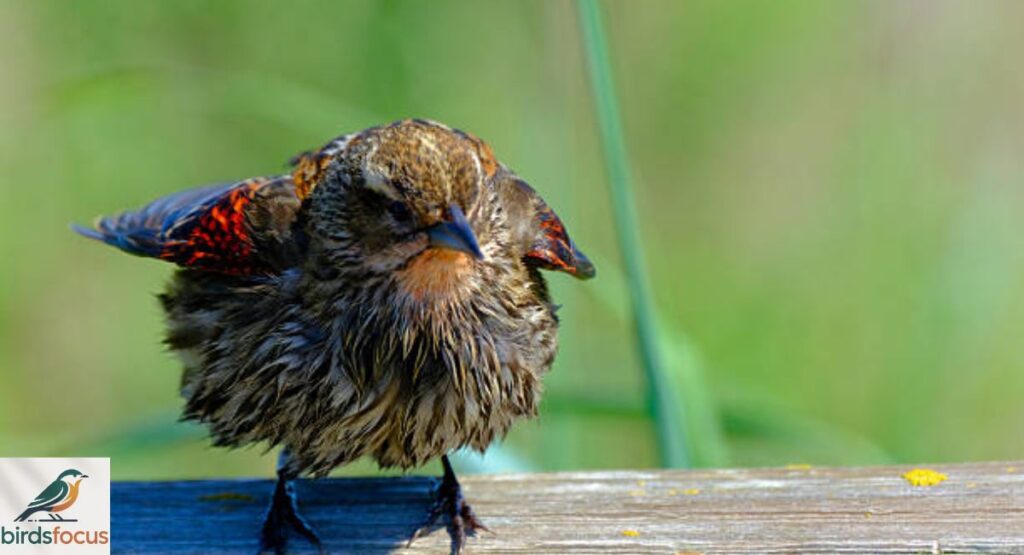 Red-winged Blackbird (Female)