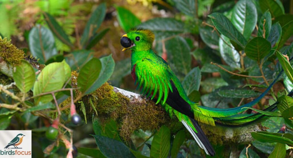 Resplendent Quetzal