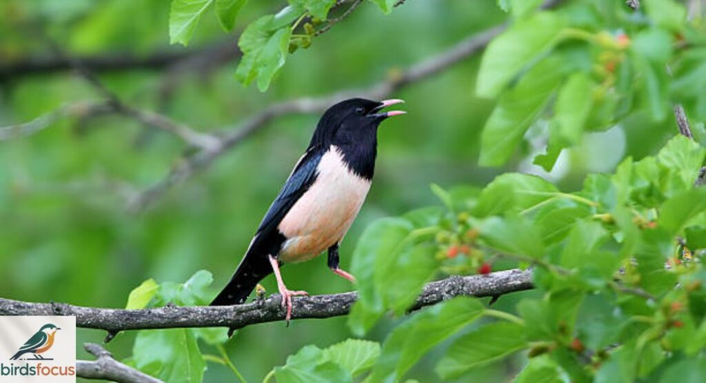 Rosy Starling
