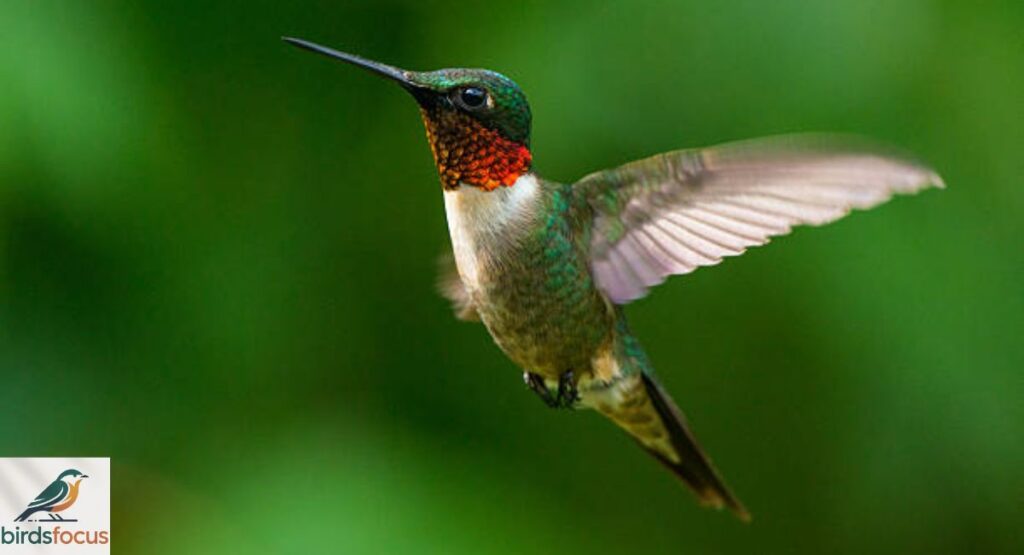 Ruby-throated Hummingbird