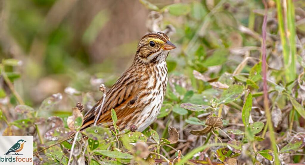 Savannah Sparrow