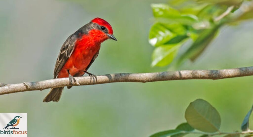 Scarlet Flycatcher