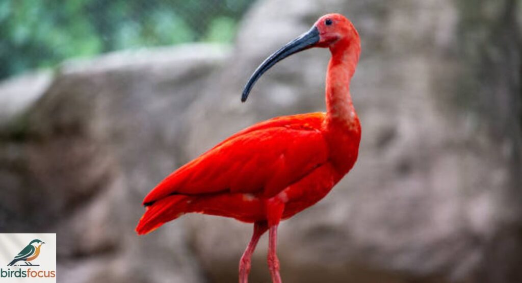 Scarlet Ibis