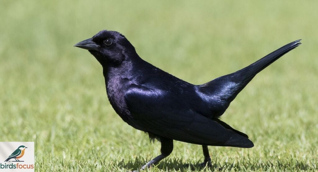 Shiny Cowbird