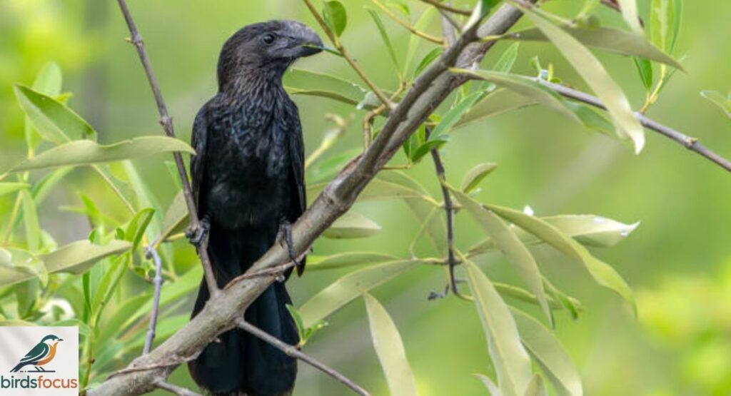 Smooth-billed Ani