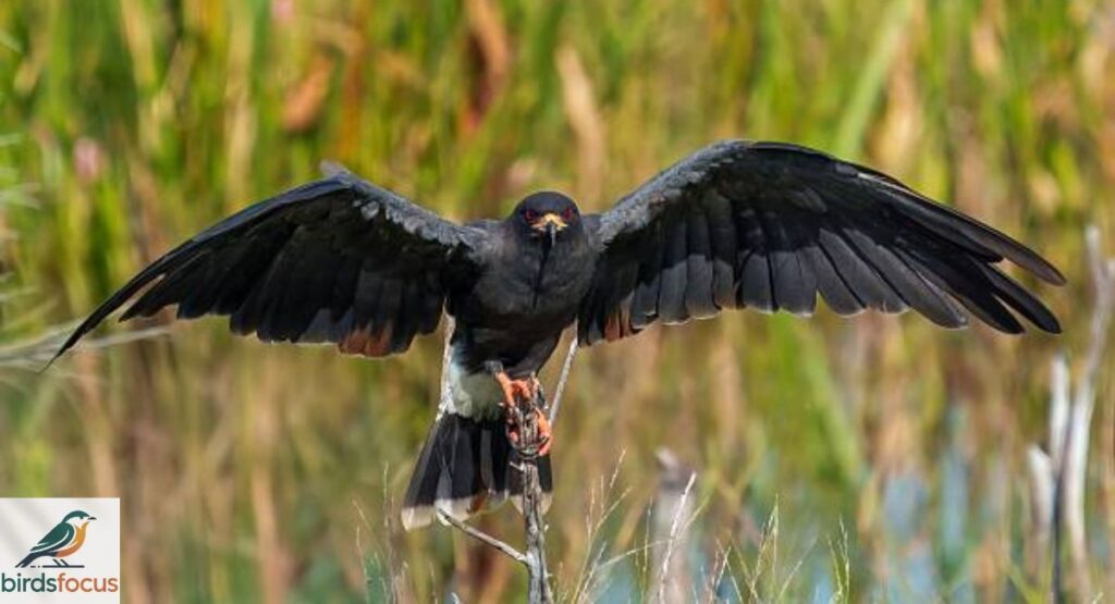 Snail Kite