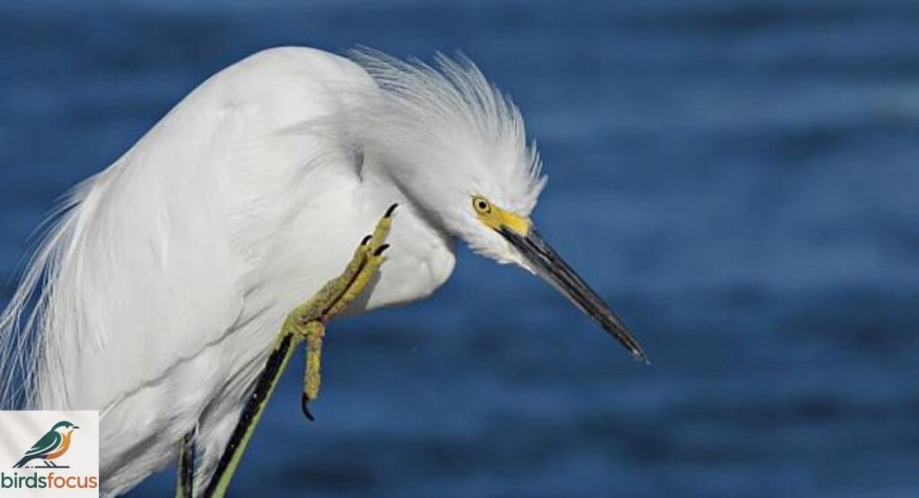 Snowy Egret