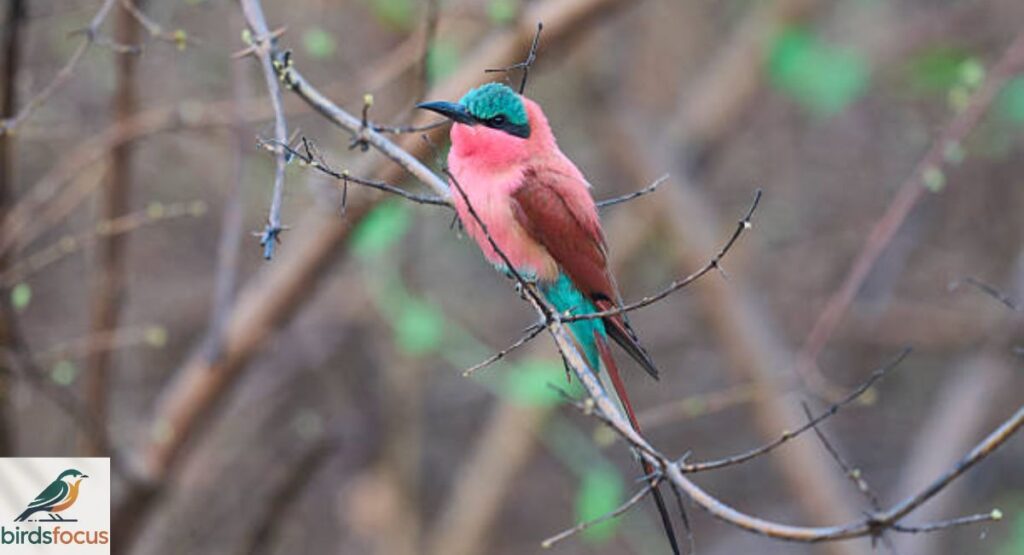 Southern Carmine Bee-eater