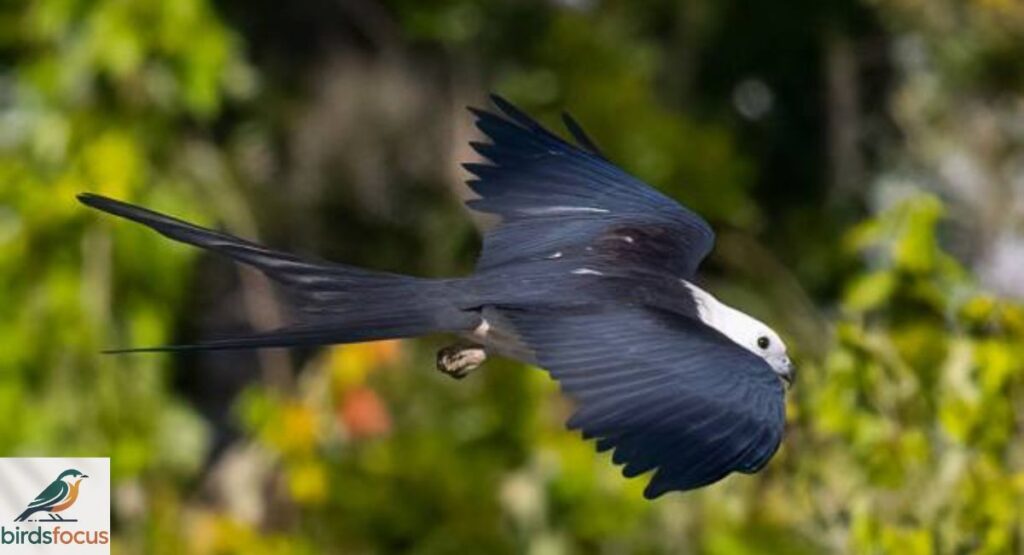 Swallow-tailed Kite