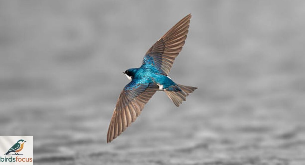 Tree Swallow