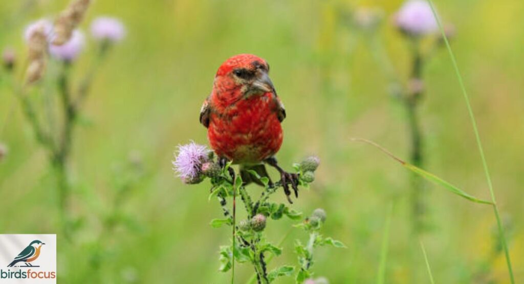Two-barred Crossbill