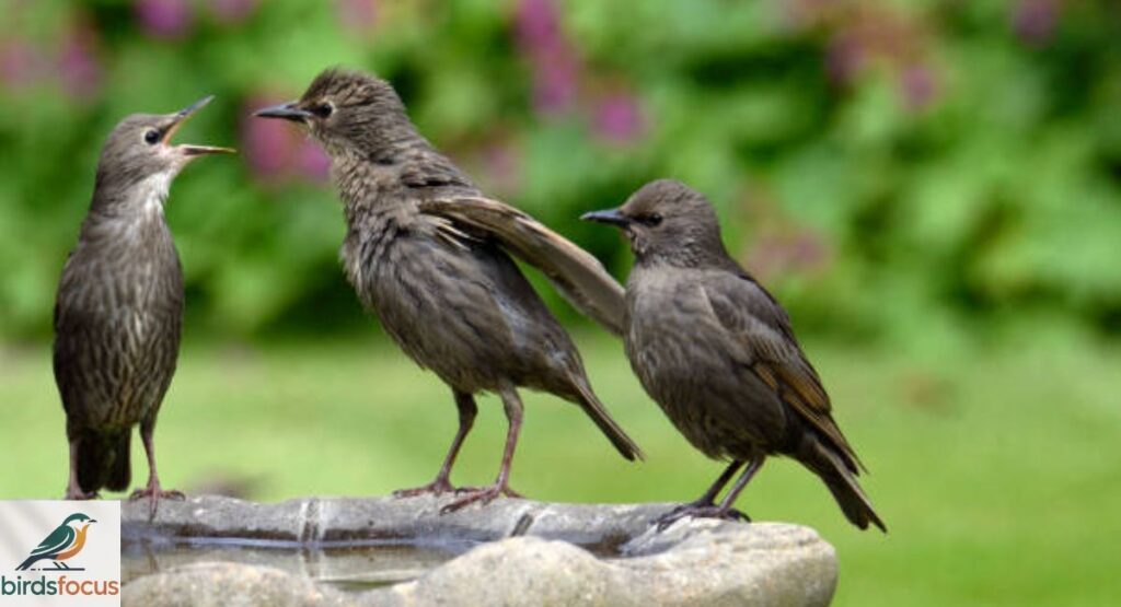 Understanding Bird Behavior for How to Attract Birds to Your Garden