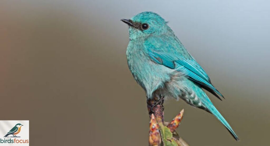 Verditer Flycatcher