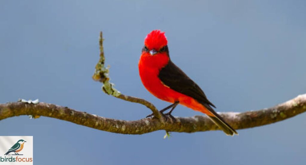 Vermilion Flycatcher