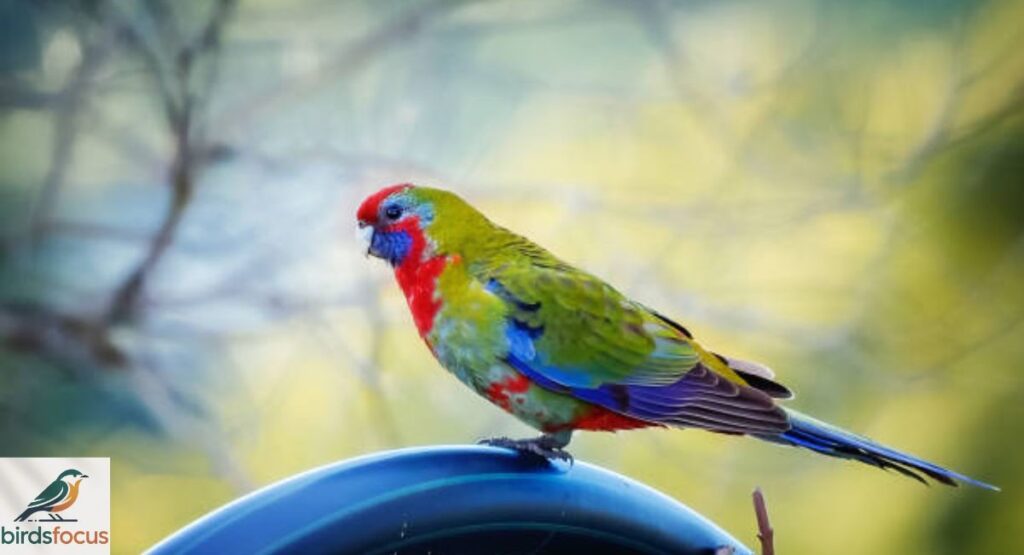 Western Rosella