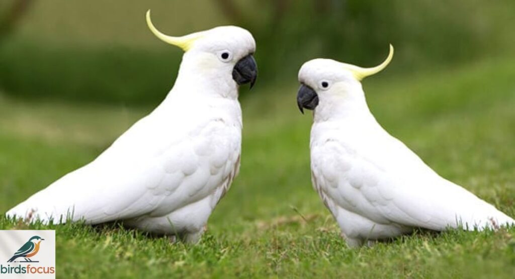 White Bird from Rio (Pop Culture)