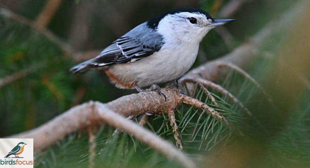 White-breasted Nuthatch