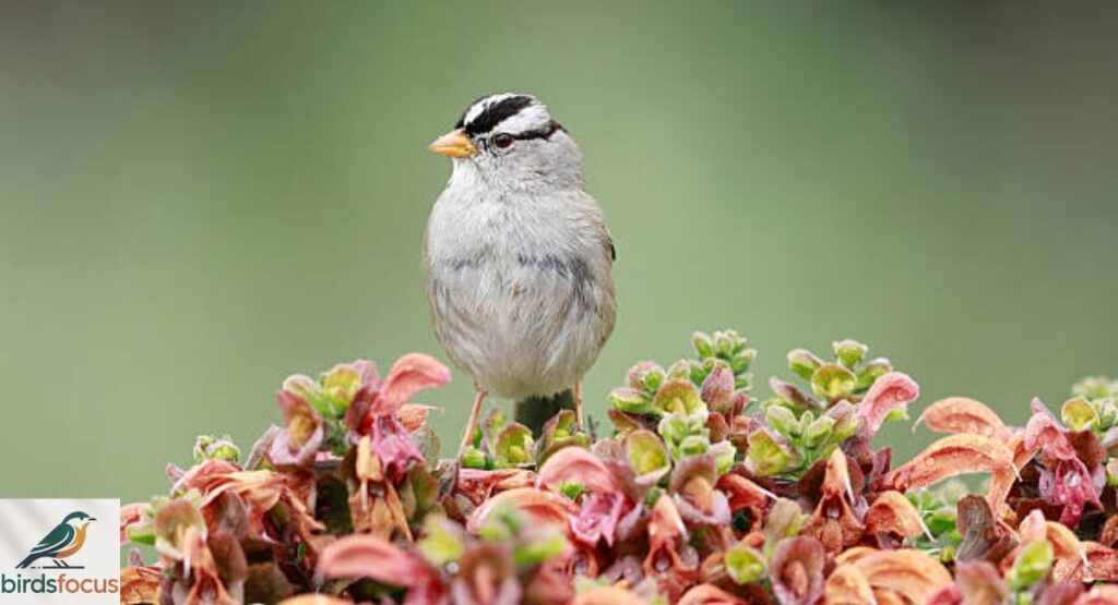 White-crowned Sparrow