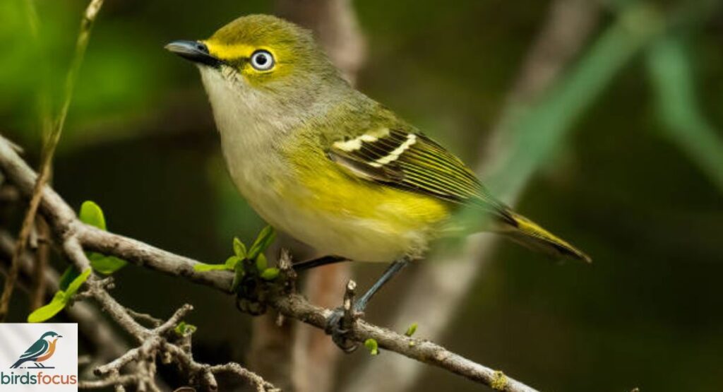 White-eyed Vireo