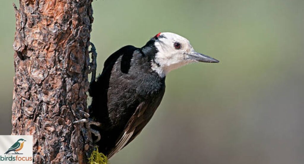 White-headed Woodpecker