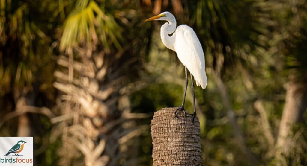 White Heron Bird
