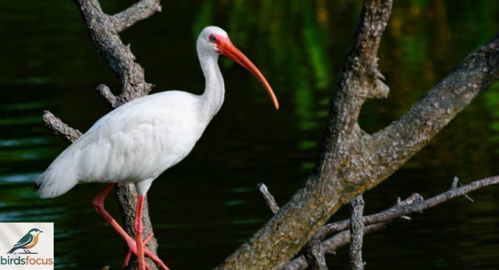 White Ibis