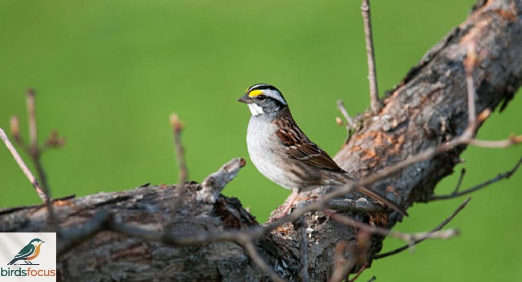 White-Throated Sparrow Bird