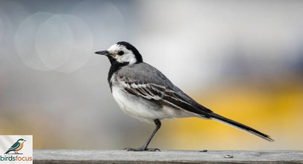 White Wagtail