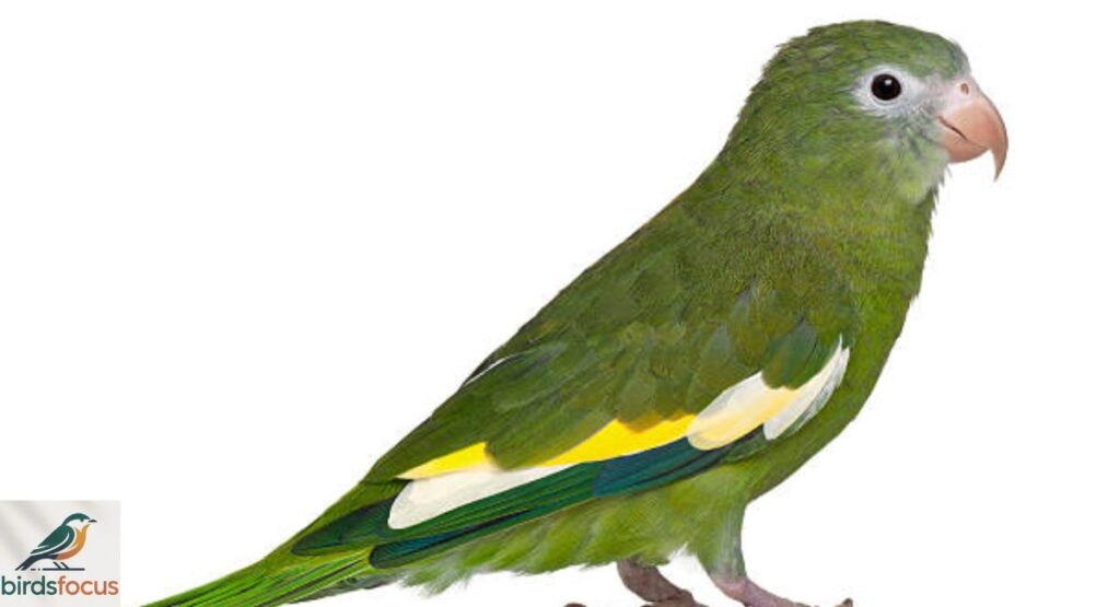White-winged Parakeet