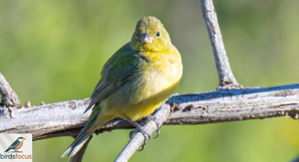 Yellow bellied birds in florida
