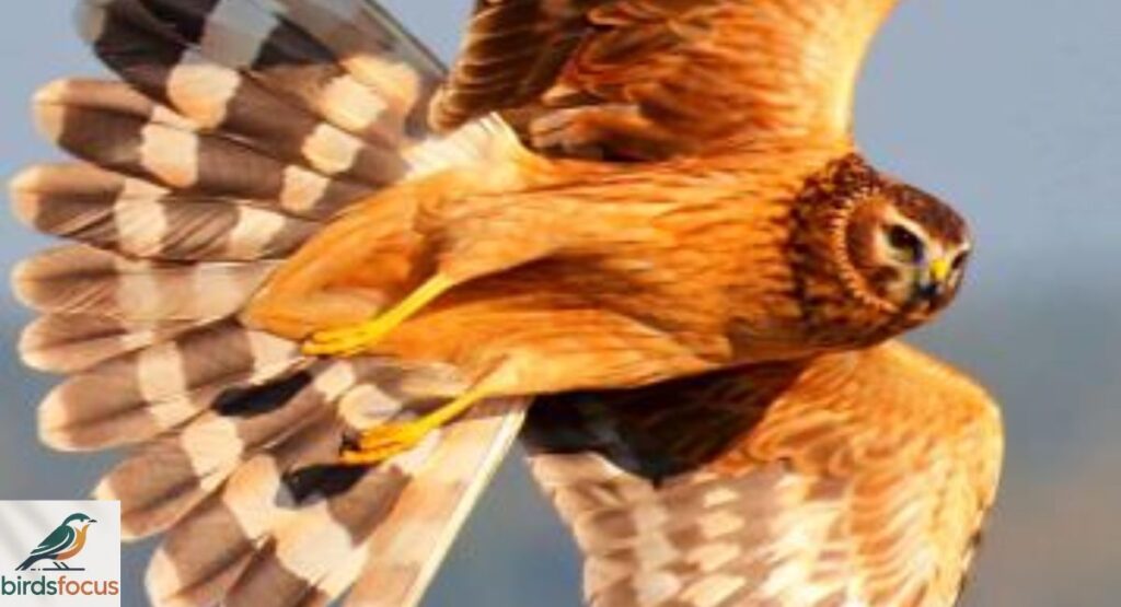 Yellow birds of prey