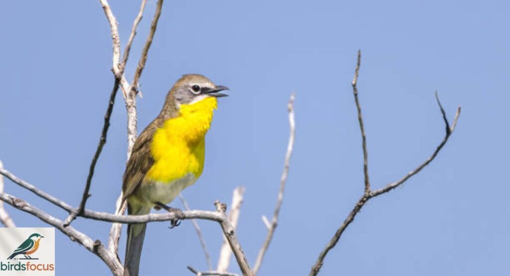 Yellow-breasted Chat