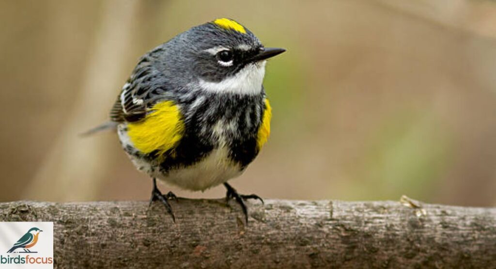 Yellow-rumped Warbler