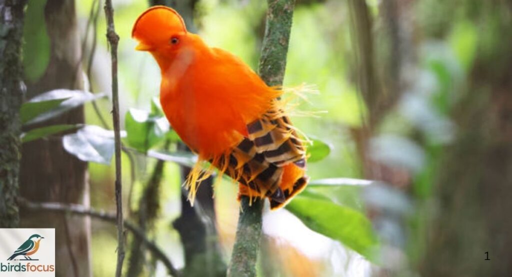 Guianan Cock-of-the-Rock