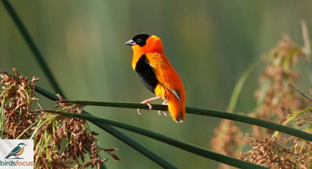 Northern Red Bishop