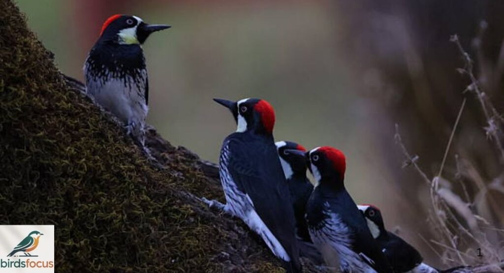 Acorn Woodpecker