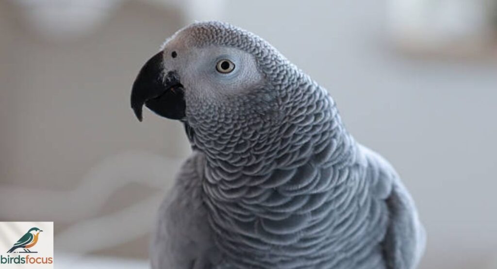 African Grey Parrot