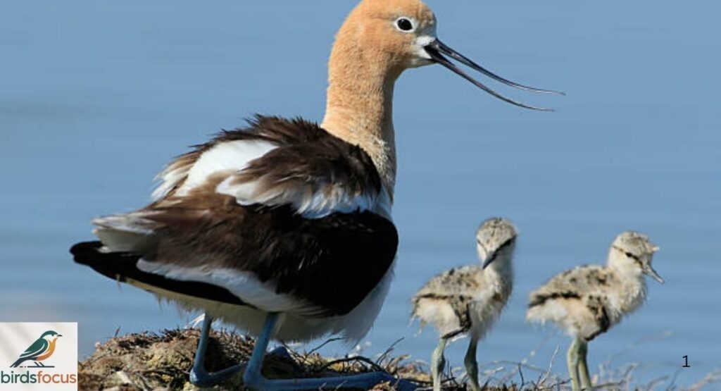 American Avocet Call and Vocalizations