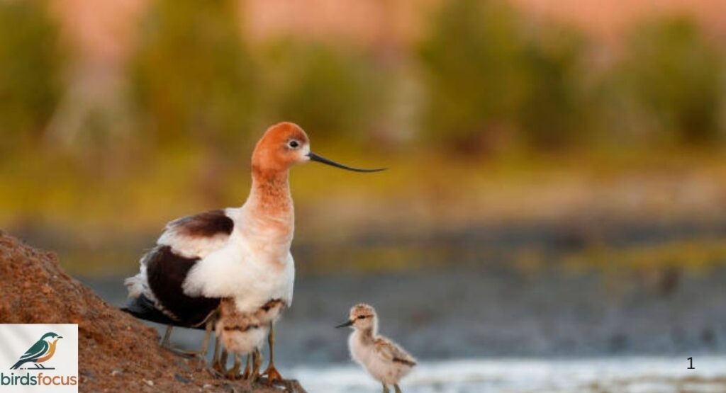 American Avocet Chicks