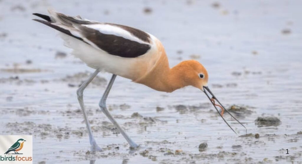American Avocet Diet and Feeding Behavior