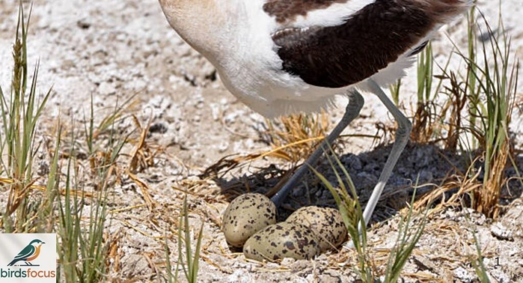 American Avocet Eggs