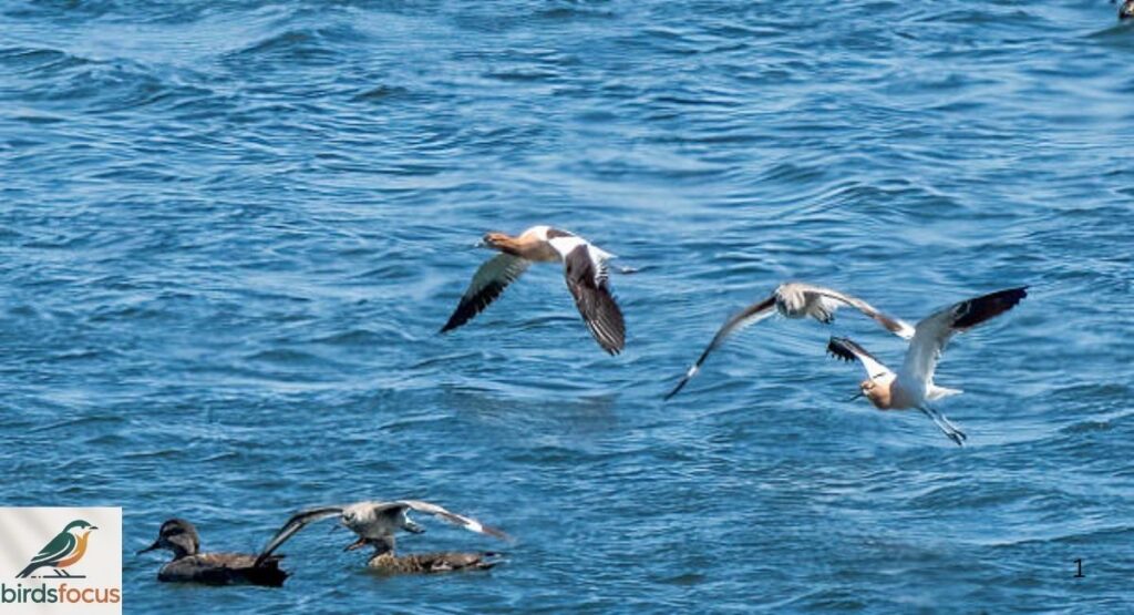 American Avocet Habitat and Range