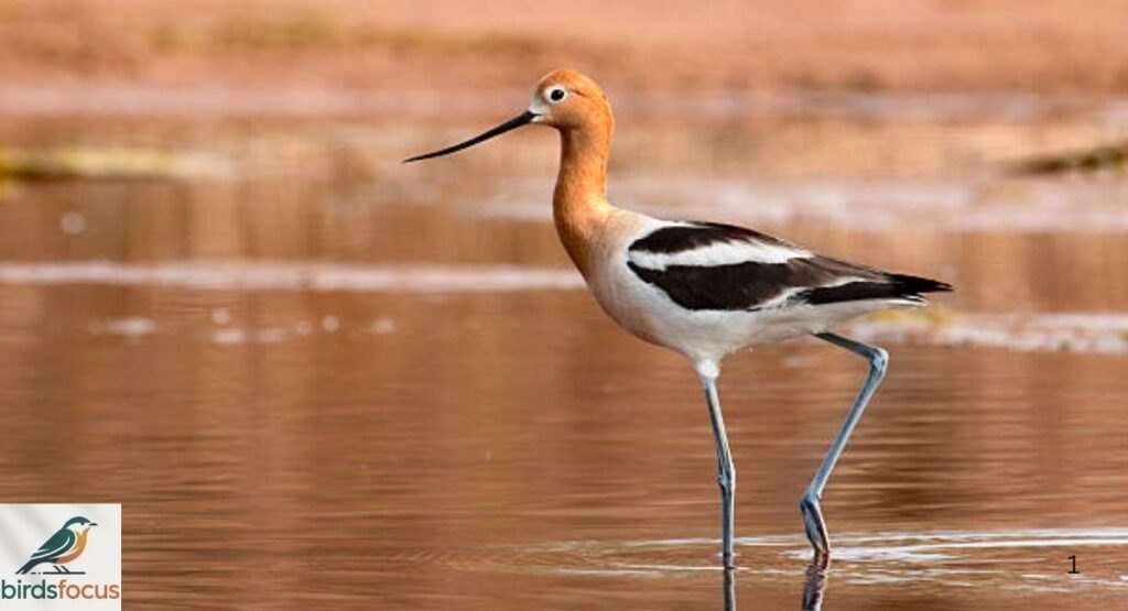 American Avocet Identification