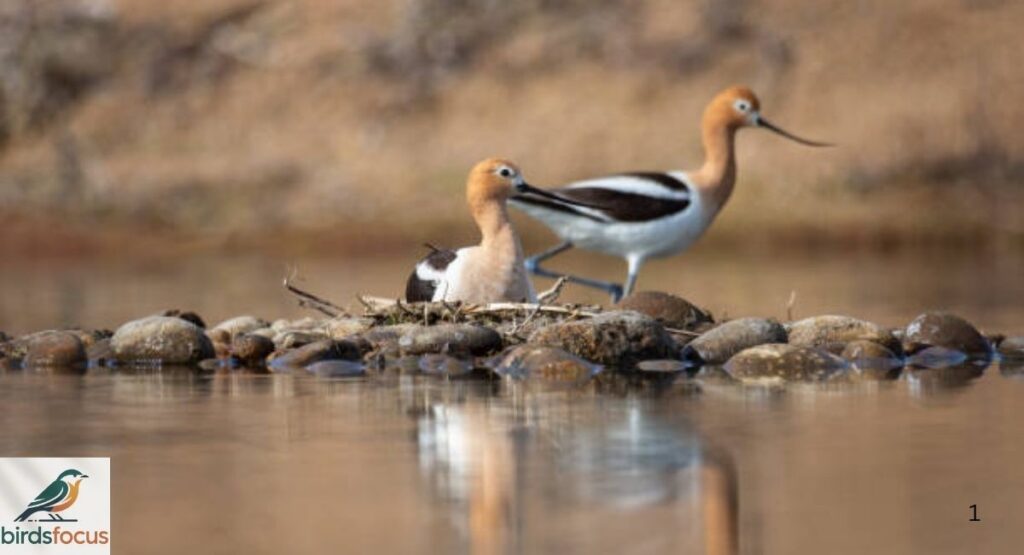 American Avocet Nesting and Breeding