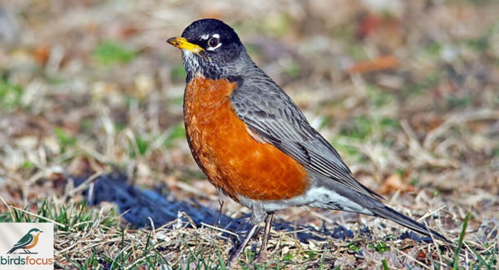American Robin