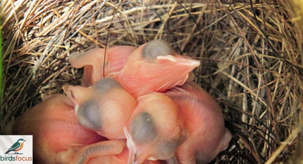 Baby House Finch and Fledgling Stages