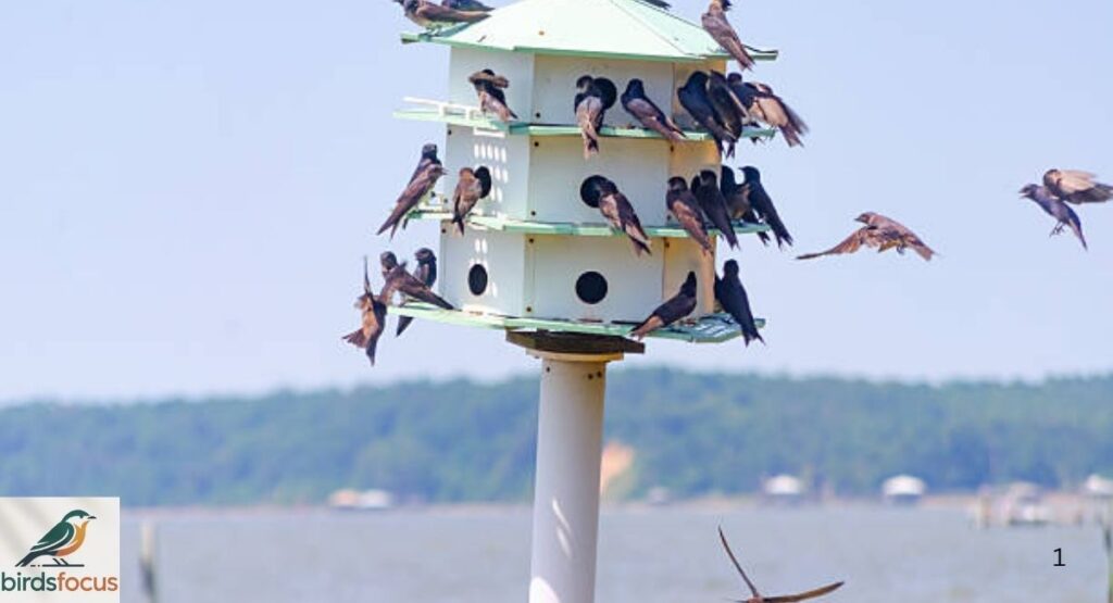 Best Bird Houses for Purple Martins