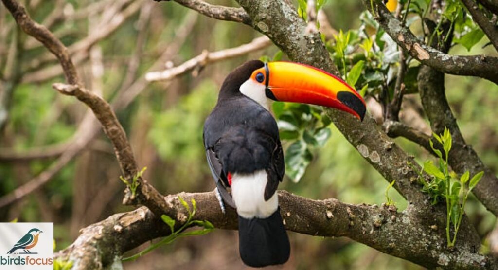 Birds With Orange Beaks